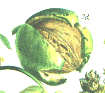 Juglans und andere.gif